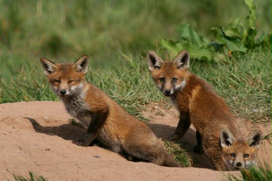 Fox <i>Vulpes vulpes</i>